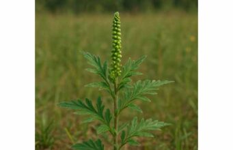 Ragweed contains bioactive compounds with anti-inflammatory and antimicrobial potential but is mainly used in medically supervised allergy immunotherapy.