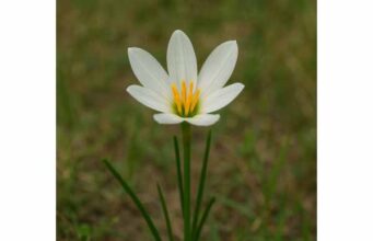 Rain Lily (Zephyranthes candida) shows anti-inflammatory, antimicrobial, and blood sugar effects in early research, but lacks proven safe use or dosing.