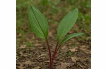 Explore ramp benefits, active compounds, culinary uses, and safety. Learn how this wild leek may support heart health and antioxidant intake.