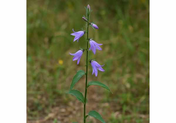 Rampion Safety and Health Benefits: Culinary Uses, Medicinal Value, and ...