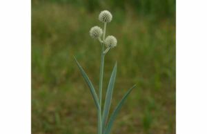 Explore rattlesnake master benefits, traditional uses for cough and urinary complaints, key compounds, preparation methods, and important safety cautions.