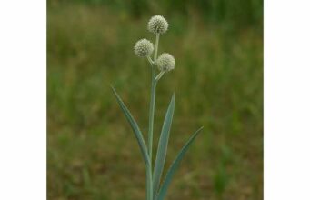 Explore rattlesnake master benefits, traditional uses for cough and urinary complaints, key compounds, preparation methods, and important safety cautions.