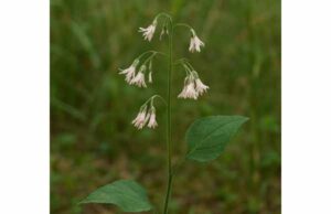Rattlesnake Root (Prenanthes racemosa): What It Is, Traditional Uses, Dosage, and Safety Learn what Rattlesnake Root is, its traditional digestive and topical uses, likely active compounds, dosage limits, and key safety concerns.