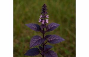 Red Basil (Ocimum basilicum ‘Purpurascens’): Key Ingredients, Potential Benefits, Uses, and Side Effects Discover red basil benefits, key antioxidants, culinary uses, and side effects. Learn how this purple basil supports flavor, wellness, and safe use.