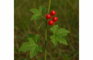 Red Bryony Uses and Benefits: Key Ingridients, Safety, Dosage, and Toxicity Learn red bryony uses, active compounds, and toxicity. Explore its traditional pain and purgative uses, research limits, and major safety risks.