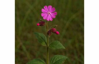 Learn red campion’s traditional uses, possible antioxidant benefits, cautious serving size, and key safety tips for this lightly used wild herb.
