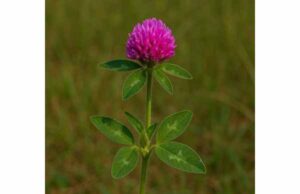 Red clover may help ease hot flashes and support menopause comfort with isoflavones. Learn benefits, dosage, side effects, and key safety cautions.