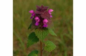 Red Dead-nettle Medicinal Properties and Health Benefits: Uses, Dosage, and Safety Explore red dead-nettle benefits, uses, and safety. Learn how this gentle spring herb may support antioxidant and topical wellness.