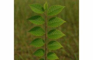 Red Elm – (Ulmus rubra): Active Compounds, Gut and Throat Uses, Dosage, and Safety Facts Learn red elm benefits for soothing sore throats, reflux, and irritated digestion, plus dosage tips, active compounds, and key safety facts.