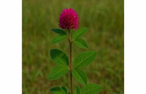 Learn how red feather clover may help menopause symptoms, support lipid balance, and what to know about dosing, safety, and isoflavone content.