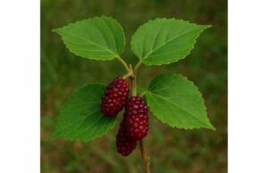 Red Mulberry (Morus rubra) Uses and Benefits: Nutrition, Medicinal Value, and Safe Intake Learn red mulberry benefits, nutrition, traditional uses, and safe intake. Discover how this antioxidant-rich fruit supports digestion and whole-food wellness.