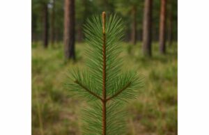 Red Pine – (Pinus resinosa): Benefits, Key Compounds, Practical Uses, and Who Should Avoid It Learn red pine benefits, key compounds, traditional topical and aromatic uses, safe tea-style dosing, and who should avoid this resinous conifer.