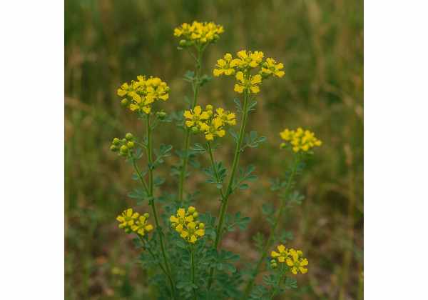 Red Ruta Plant Red Rue (Ruta chalepensis): Uses, Health Benefits, Phototoxicity, and ...