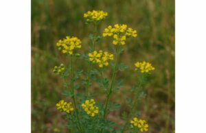 Red Rue (Ruta chalepensis): Uses, Health Benefits, Phototoxicity, and Precautions Learn Red Rue uses, potential antimicrobial and antispasmodic effects, phototoxicity risks, and why this potent herb demands serious caution.