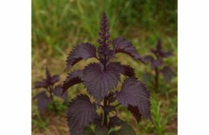 Red Shiso (Perilla frutescens var) for Health: Benefits, Culinary Uses, Dosage, and Safety Explore red shiso benefits for antioxidant support, digestion, and seasonal wellness, plus culinary uses, serving ideas, and safety tips.