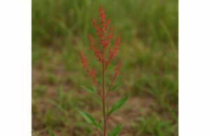 Red Sorrel Benefits and Uses: Traditional Value, Dosage, and Side Effects Learn red sorrel benefits, traditional uses, dosage, and side effects, including antioxidant support, digestive value, and important oxalate cautions.