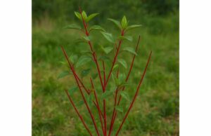 Red Twig Dogwood (Cornus sericea): Traditional Uses, Active Compounds, Dosage, and Safety Discover red twig dogwood, a traditional herbal shrub with astringent, antioxidant, and mild anti-inflammatory properties for cautious topical or short-term use.
