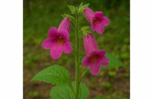 Explore rehmannia, a traditional herb supporting restorative wellness, immune balance, skin health, and gentle hormone and tissue support.