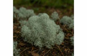 Reindeer Lichen (Cladonia rangiferina) for Throat, Digestion, and Skin Support: Benefits and Safety Reindeer lichen offers gentle throat, digestive, and skin support with antimicrobial and soothing properties. Learn benefits, uses, and safety tips.