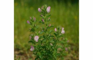 Restharrow (Ononis repens): Urinary Health Benefits, Key Ingredients, Dosage, and Safety Discover restharrow benefits for urinary comfort and gentle fluid balance, plus key compounds, dosage, and safety for short-term use.