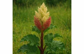 Learn how rheum root supports short-term constipation relief, plus its active compounds, safe dosage, side effects, and key precautions.