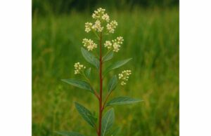 Learn about rheumatism root’s historical uses for fluid balance and circulation, key compounds, dosage, and why this potent herb carries serious risks.