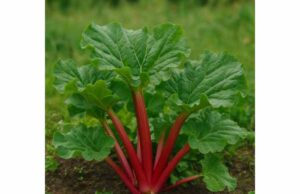 Rhubarb Benefits for Digestion and Gut Health: Uses, Dosage, and Safety Learn how rhubarb supports digestion and gut health, when root helps with constipation, and the key dosage and safety rules to know.
