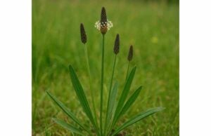 Discover ribgrass benefits for dry cough, sore throat, and minor skin irritation, plus how to use it safely in teas, syrups, and topical care.