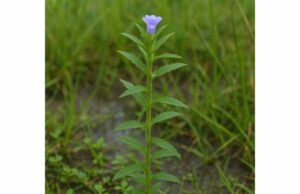 Learn how rice paddy herb may support digestion and antioxidant balance, with promising antimicrobial benefits, plus dosage and safety tips.