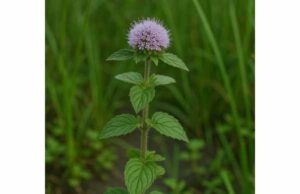 Learn how river mint may support digestion, antioxidant balance, and cold-season comfort, plus preparation tips, dosage, and safety.