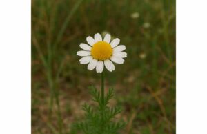 Learn how Roman chamomile may ease bloating, digestive tension, and mild restlessness, with practical dosage, topical uses, and safety tips.