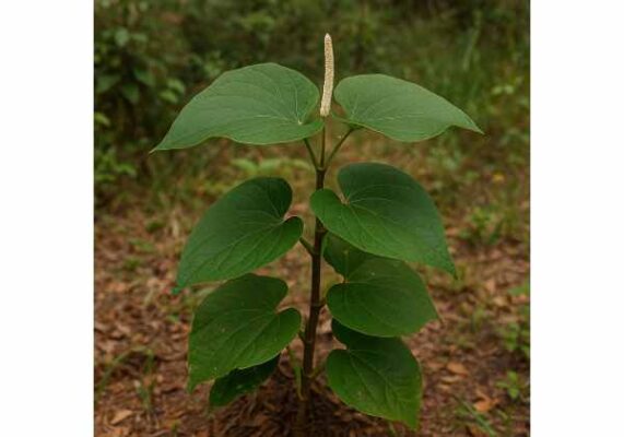 Pipar Root Root Beer Plant (Piper auritum): Digestive Benefits, Traditional Uses ...