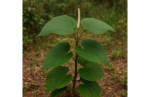 Discover root beer plant benefits for digestion and antioxidant support, plus traditional uses, safe dosage, and why cautious use matters.