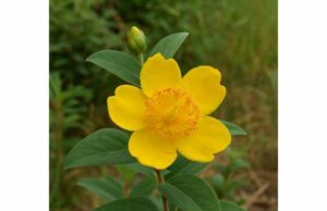 Learn what Hypericum calycinum may offer for antioxidant support, minor skin care, traditional uses, and the key safety cautions to know.