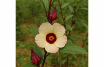 Discover roselle benefits for blood pressure, heart health, and antioxidant support, plus dosage, brewing tips, and key safety precautions.
