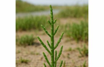 Learn how samphire offers antioxidant compounds, mineral-rich nutrition, and functional food benefits, plus practical serving tips and key safety notes.