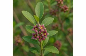 Learn how sandalwood may support calmer routines and irritated skin, with evidence-based uses, dilution guidance, and key safety tips.