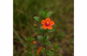 Scarlet Pimpernel (Anagallis arvensis): Health Benefits, Skin Uses, Dosage, and Toxicity Explore scarlet pimpernel’s traditional skin uses, active compounds, possible benefits, and why toxicity concerns make internal use high risk.