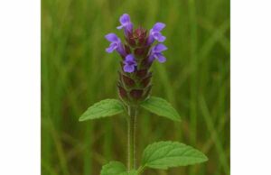 Self-heal (Prunella vulgaris): Medicinal Properties, Herbal Uses, Dosage, and Safety Learn how self-heal may support sore throats, mouth care, skin healing, and inflammation, with practical dosage tips and safety guidance.