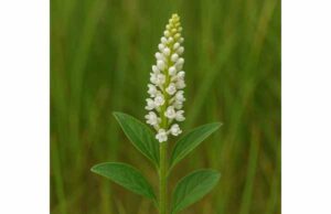 Senega Snakeroot (Polygala senega): Benefits for Cough, Mucus Relief, Dosage, and Safety Learn how senega snakeroot may help loosen thick mucus and support productive coughs, with dosage guidance, side effects, and key safety cautions.