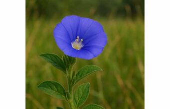 Shankhapushpi (Convolvulus pluricaulis): Benefits for Memory, Stress, Focus, and Nervous-System Support. Learn how shankhapushpi may support memory, focus, and stress resilience, with practical dosage guidance, benefits, and important safety tips.