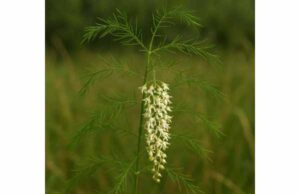 Discover shatavari benefits for hormone balance, lactation, menopause relief, and digestive comfort, plus dosage guidance and important safety tips.