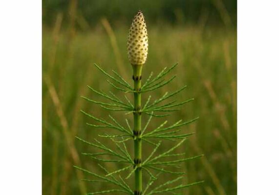 shavegrass-equisetum-arvense-urinary-support-skin-benefits-dosage