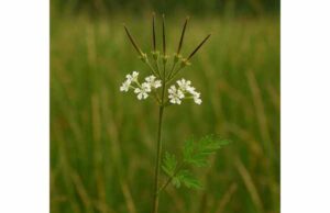 Shepherd’s Needle (Scandix pecten-veneris) Uses, Benefits, Active Ingredients, and Safety Learn how shepherd’s needle may support digestion, urinary health, and antioxidant defense, with traditional uses, key compounds, and safety tips.