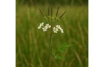 Shepherd’s Needle: Health Benefits, Essential Ingredients, and Medicinal Applications
