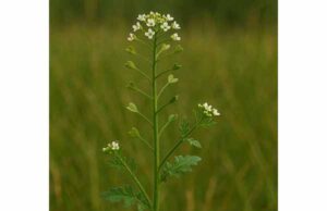 Shepherd’s Purse for Heavy Menstrual Bleeding: Benefits, Dosage, Safety, and Uses Learn how shepherd’s purse may help support heavy menstrual bleeding, with traditional uses, dosage guidance, safety cautions, and who should avoid it.