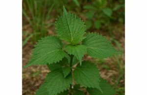 Shiso (Perilla frutescens): Allergy Support, Digestive Benefits, Dosage, and Safety. Learn how shiso may help support seasonal allergy symptoms, digestion, and inflammation, with practical dosage tips and key safety guidance.