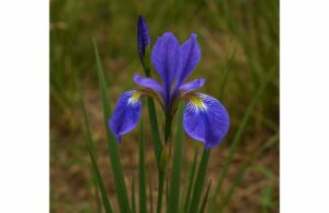 Siberian Iris (Iris sibirica) Potential Health Benefits, Key Compounds, Uses, and Safety Explore Siberian iris compounds, potential antioxidant and anti-inflammatory benefits, safety concerns, and why it belongs more in gardens than home remedies.