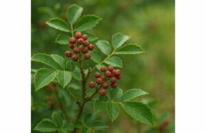 Sichuan Pepper (Zanthoxylum piperitum): Digestive Benefits, Culinary Uses, and Safety Tips Discover Sichuan pepper benefits for appetite, digestion, and aromatic culinary use, plus practical dosage tips, sensory effects, and key safety cautions.
