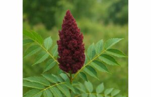 Sicilian Sumac (Rhus coriaria) Benefits and Medicinal Properties for Digestion and Metabolic Health Discover Sicilian sumac benefits for digestion, blood sugar, and heart health. Learn how this antioxidant-rich spice supports metabolic balance naturally.